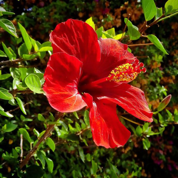  Hibiscus para quien siente  falta de calidez y vitalidad