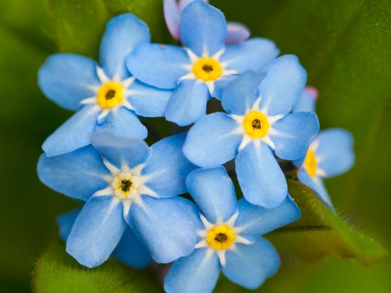  Forget-Me-Not para concientizar las conexiones espirituales con los dem&aacute;s