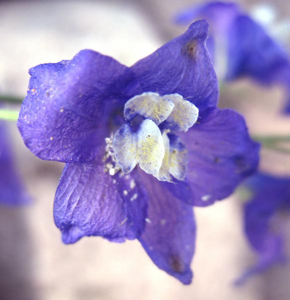  Larkspur para los que sienten un pesado sentido del deber