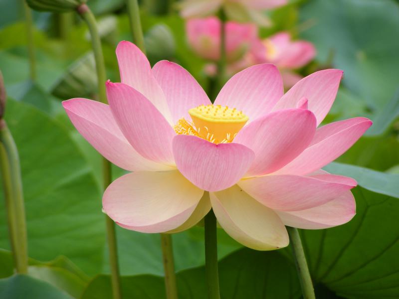 Lotus para quien siente orgullo espiritual