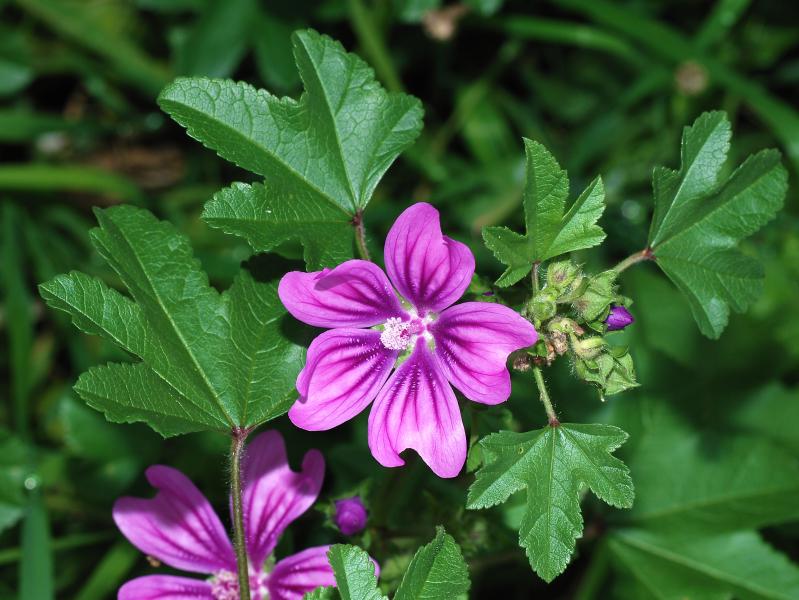 Mallow para quien siente temor a relacionarse