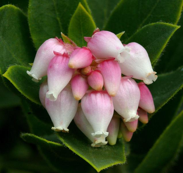  Manzanita para quien se  siente extra&ntilde;o en el mundo f&iacute;sico