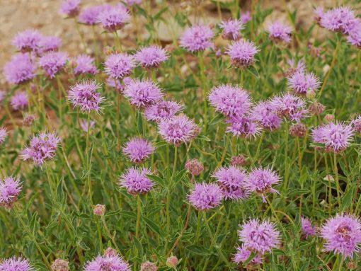 Mountain Pennyroyal para quien tiene pensamientos negativos absorbidos de los dem&aacute;s