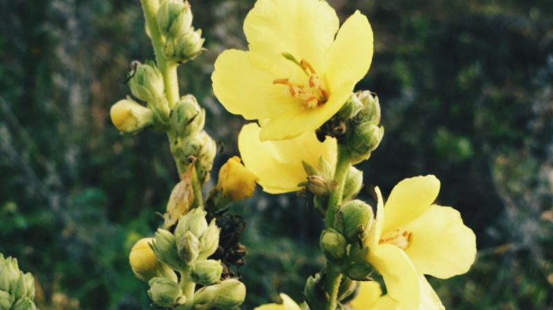  Mullein para quien se siente d&eacute;bil y confundido