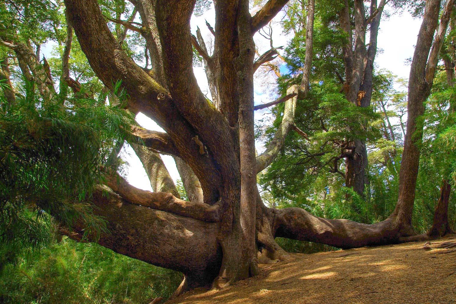 Coihue Abuelo y Brazo &Uacute;ltima Esperanza - Excursiones - Bariloche