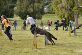 NUEVA EXHIBICION DE AGILITY EN EL PREDIO DE  COMPLEJO TURISTICO TELEFERICO CERRO OTTO