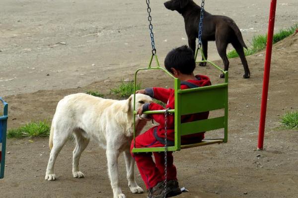 Se realizar&aacute;n jornadas de concientizaci&oacute;n sobre protecci&oacute;n animal y tenencia responsable