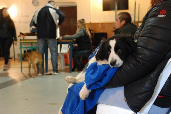 La campa&ntilde;a de esterilizaci&oacute;n de mascotas llega a Pilar I y Omega