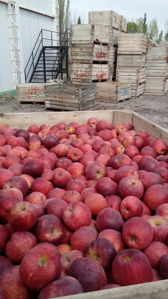 Manzanas a precio justo en el Mercado Comunitario Municipal