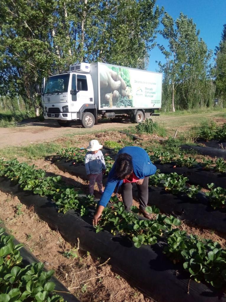 Feria Franca y frutillas de Plottier, las estrellas del Mercado Comunitario este s&aacute;bado