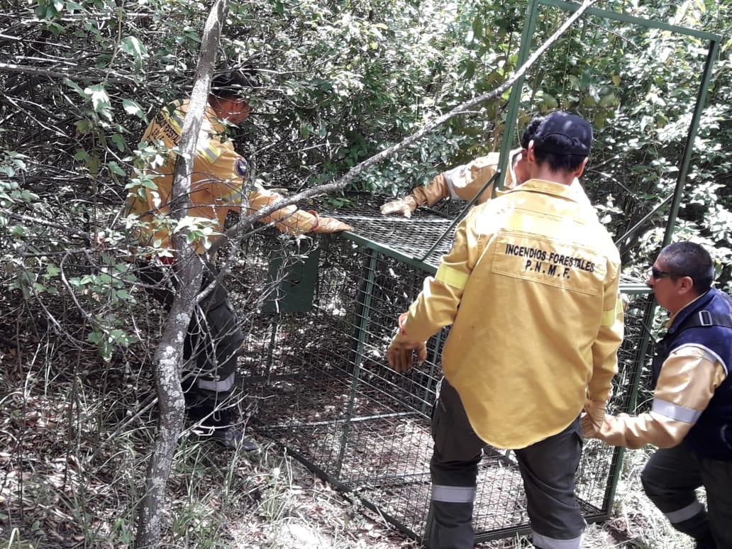 Protecci&oacute;n Civil coordina tareas para capturar a un puma