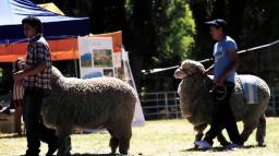 Municipio participar&aacute; con tres stands en la Exposici&oacute;n Rural Bariloche