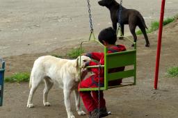 Castraci&oacute;n gratuita de mascotas en el barrio 34 Hect&aacute;reas