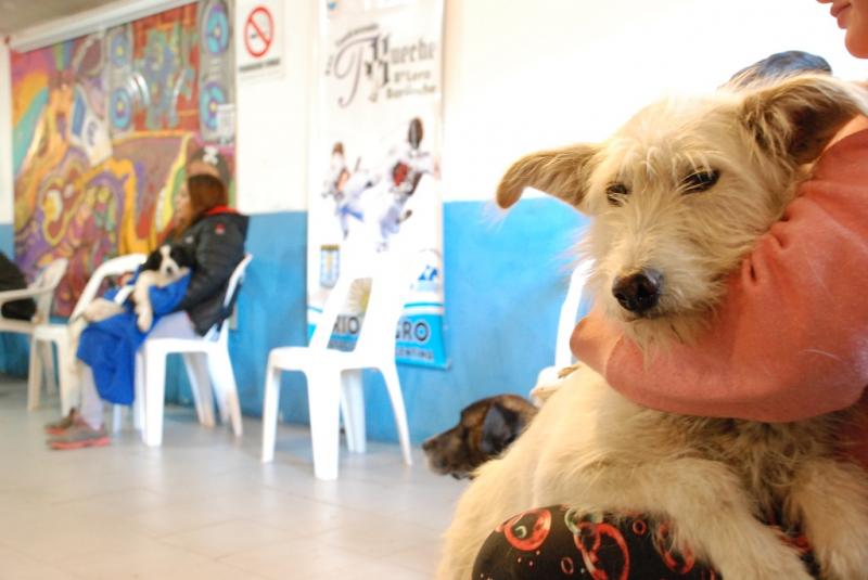 Sigue la campa&ntilde;a de castraci&oacute;n gratuita de mascotas en barrios