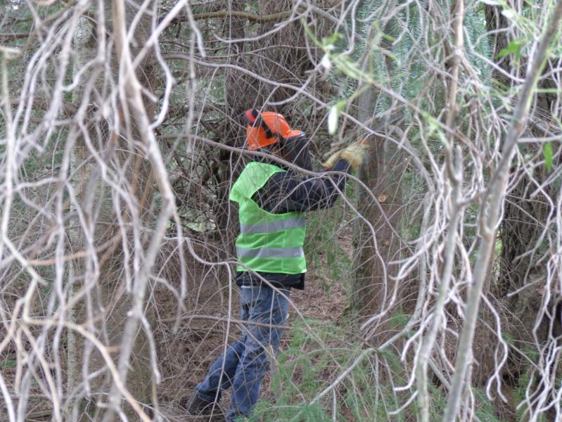 CULMINARON EXITOSAMENTE LAS JORNADAS DE CERTIFICACI&Oacute;N DE TRABAJADORES FORESTALES