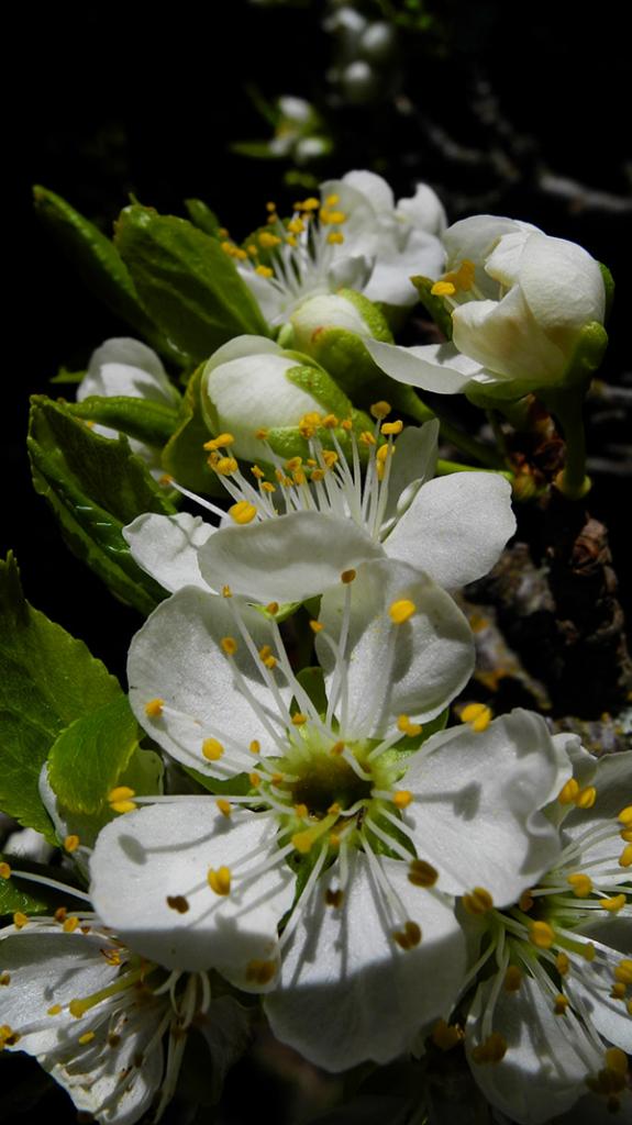 Ciruelos en flor !