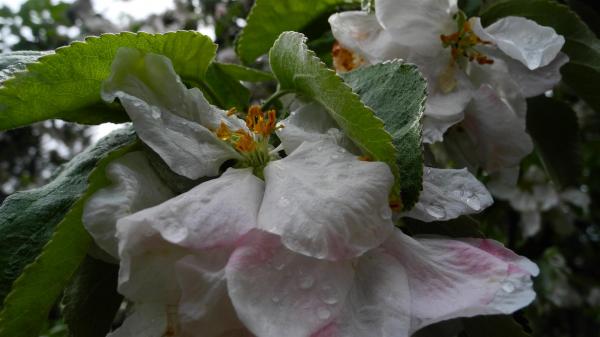 Primaveral roc&iacute;o en los manzanos