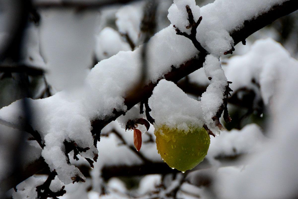 &Uacute;ltimas manzanas, primeras nieves....