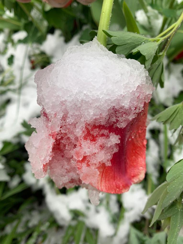 Se vino la " nevada de los tulipanes "