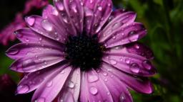 La primavera y la lluvia