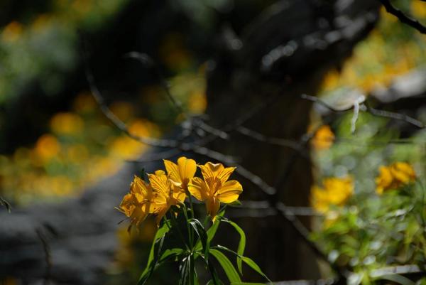 AMANCAY, LA FLOR DE LA PATAGONIA