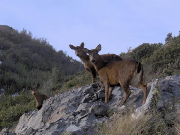 El huemul, habitante milenario de la Patagonia