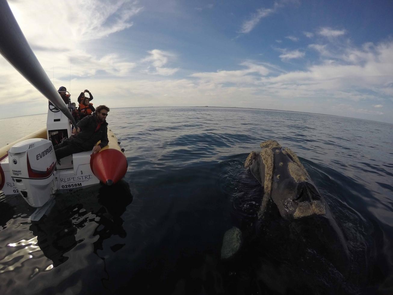 Comenzaron a llegar las ballenas a R&iacute;o Negro