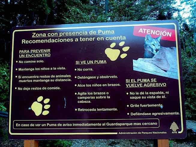 Ante el avistamiento de pumas, Parques recuerda recomendaciones