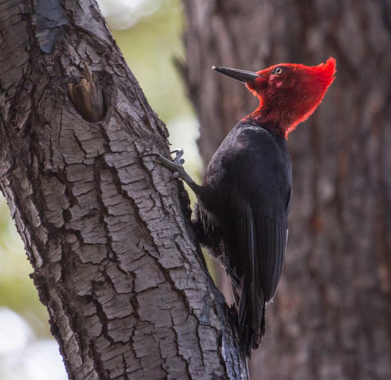 Invitan a un recorrido virtual gratuito por la diversidad de aves que habita el Parque Nacional Los Alcerces