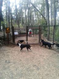 Construyeron puertas para evitar el ingreso de perros al Parque Nacional Arrayanes