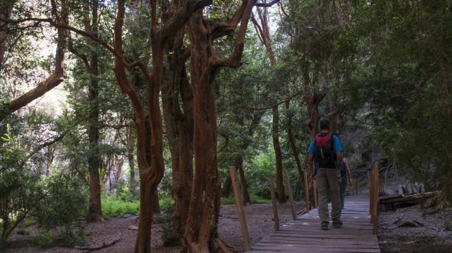 &iquest;Te tienta?: trekking entre lagos y arrayanes