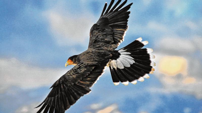 Avistaje de aves, una opci&oacute;n que crece en Bariloche