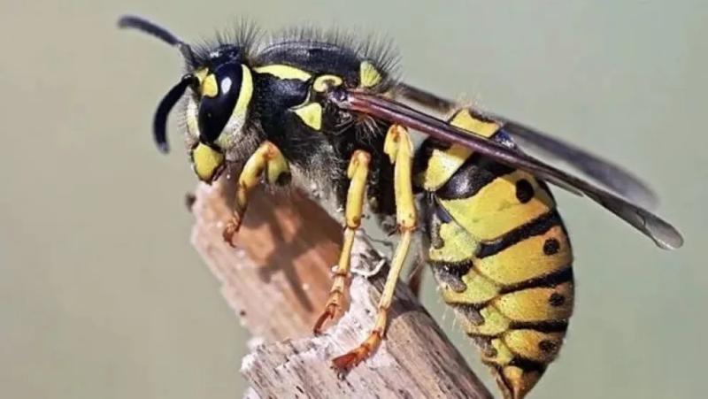 El olor que convoca al ataque: la feromona secreta de la chaqueta amarilla