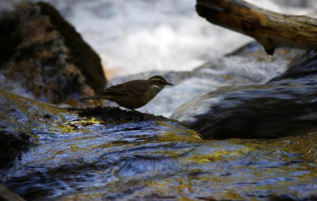 El agua fresca del arroyo permite hacer una pausa. (Foto: Alfredo Leiva)