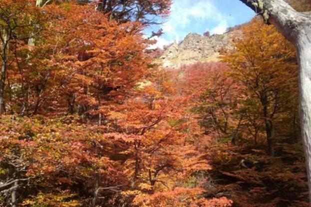 D&iacute;a del Bosque Andino Patag&oacute;nico, un d&iacute;a de duelo