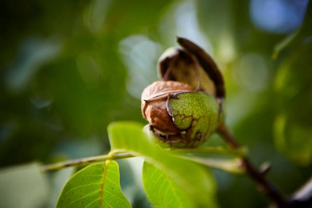 La Nuez, fruto extico y exquisito