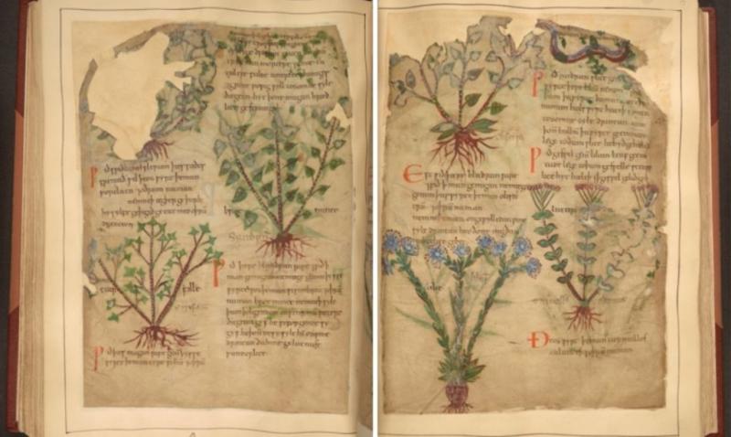 Libro de hierbas medicinales de 1000 a&ntilde;os de antig&uuml;edad disponible en l&iacute;nea de forma gratuita