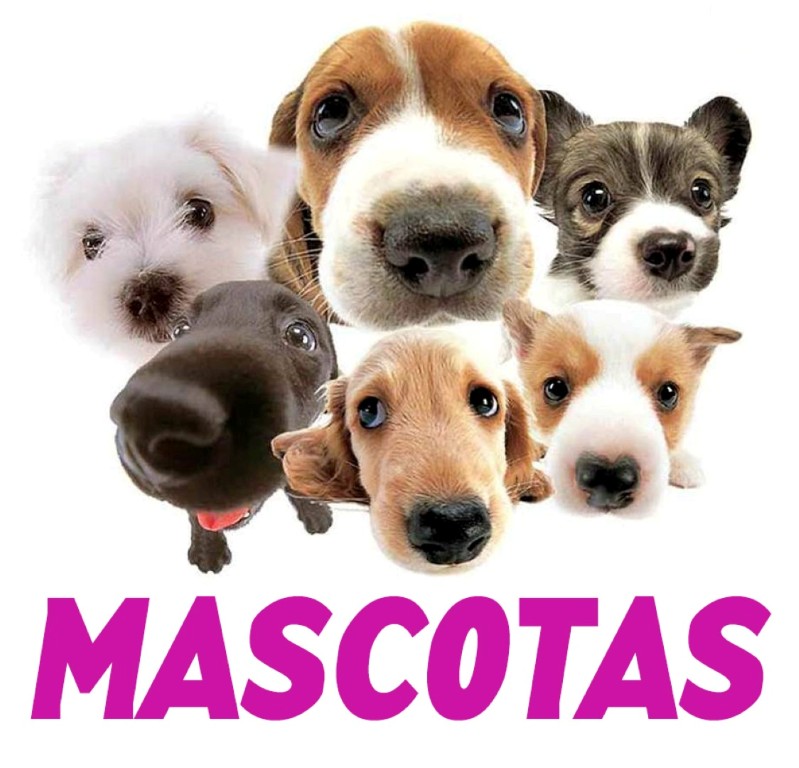 Mascotas Barilochenses