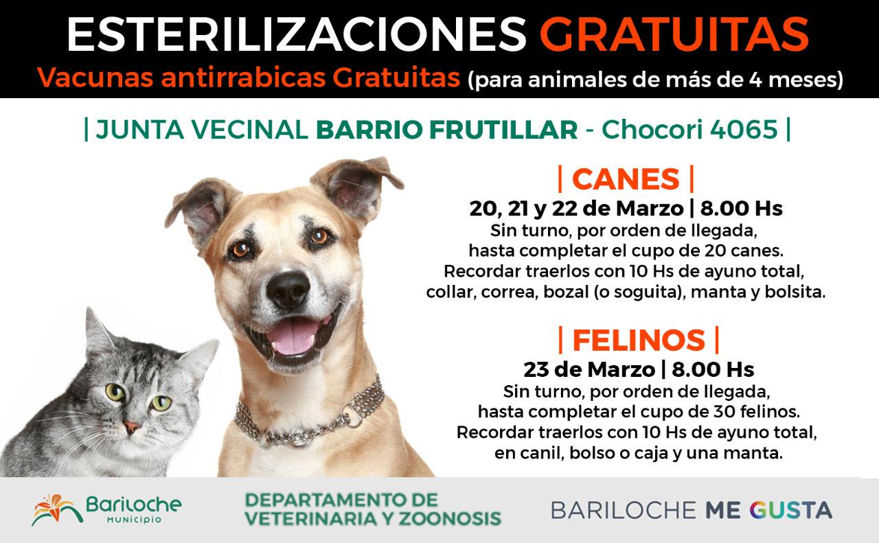 Campa&ntilde;a de esterilizaci&oacute;n gratuita en El Frutillar