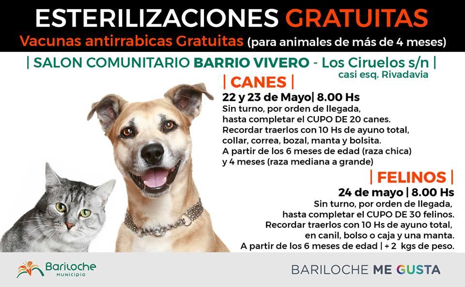 Esta semana, esterilizaciones gratuitas en barrios Vivero y La Cumbre