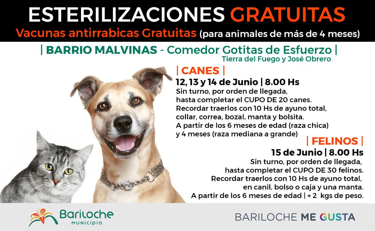 Cronograma de Esterilizaci&oacute;n gratuita para la semana pr&oacute;xima