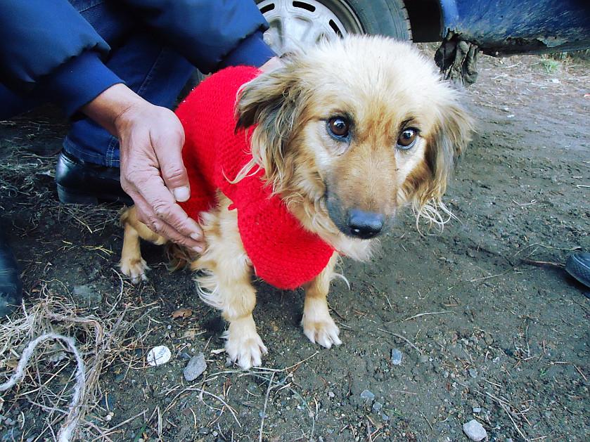 Mascotas Argentinas estar&aacute; operando en el Centro Comunitario Ruca Che