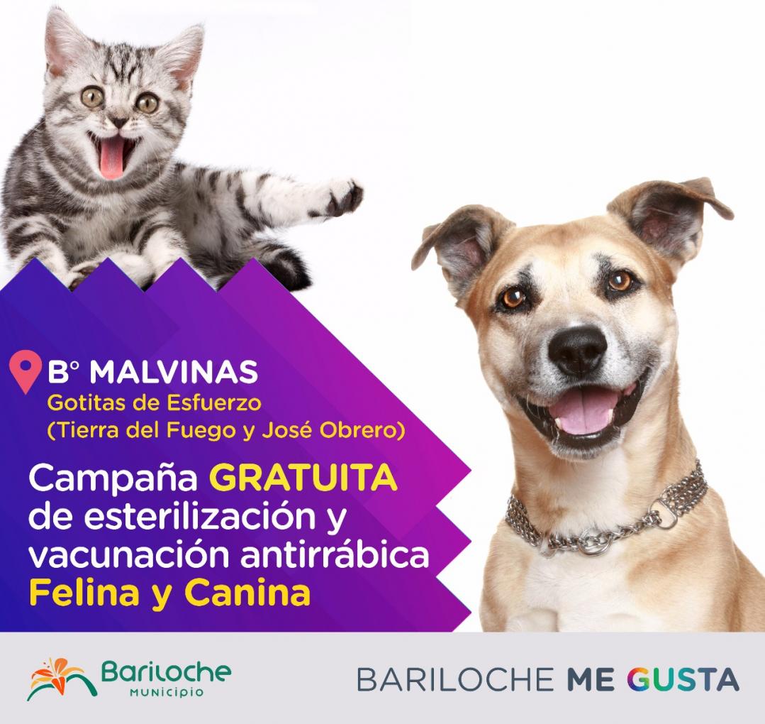 Ma&ntilde;ana comienzan las esterilizaciones gratuitas en el B&deg; Nuestras Malvinas