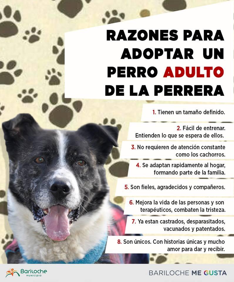 Razones para adoptar un perro adulto