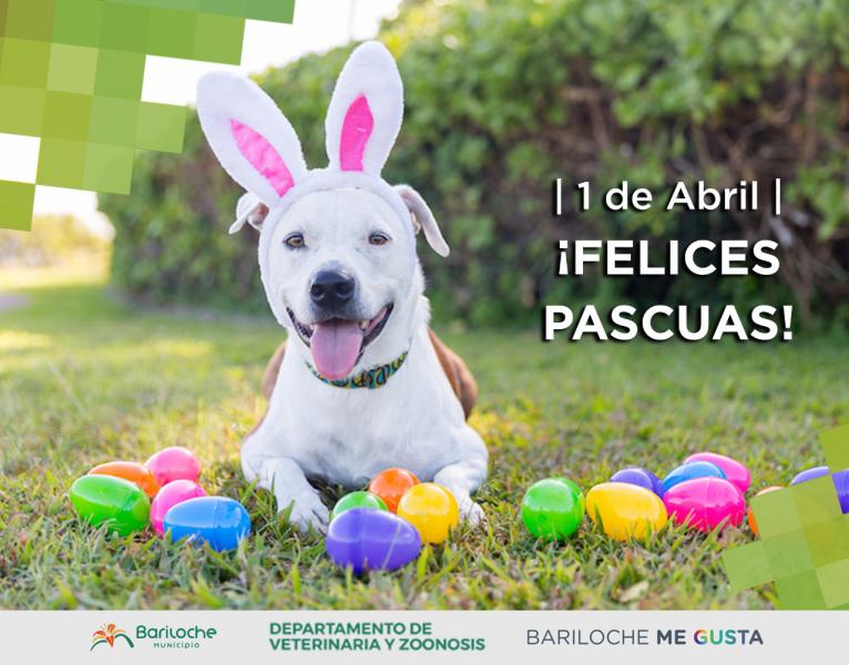 Recomendaciones del Departamento de Veterinaria y Zoonosis para estas Pascuas