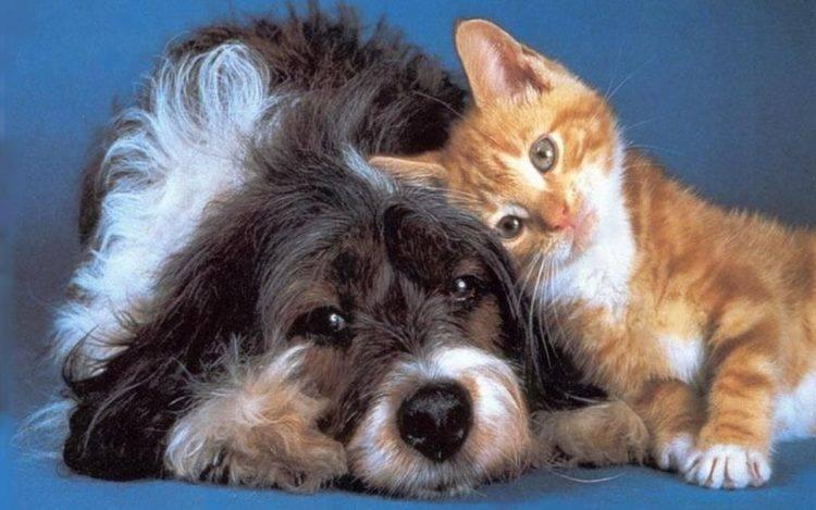 Esterilizaciones caninas y felinas en Veterinaria y Zoonosis