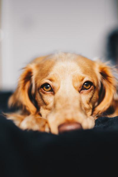 &iquest;C&oacute;mo elegir la comida adecuada para tu perro?