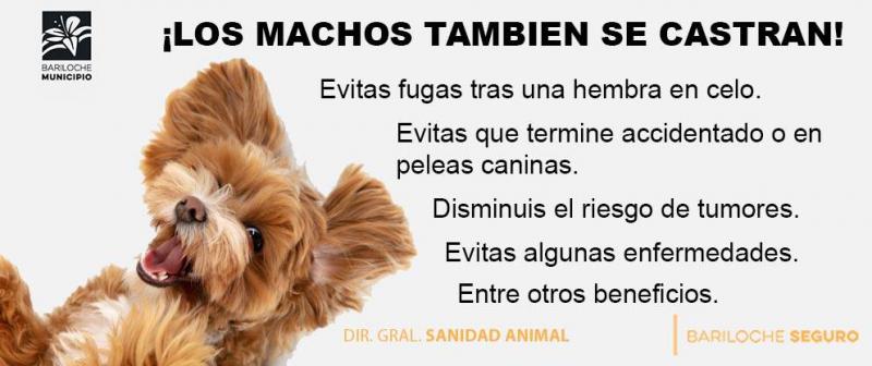 Los perros machos tambi&eacute;n se castran