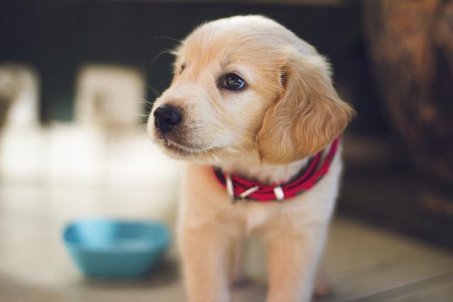 Cmo elegir la comida adecuada para tu perro?