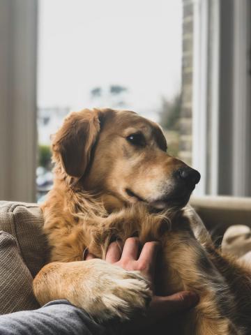 Cmo elegir la comida adecuada para tu perro?